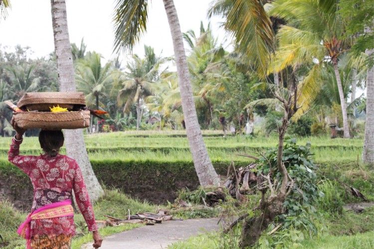 Reisfeld und Palmen auf Bali