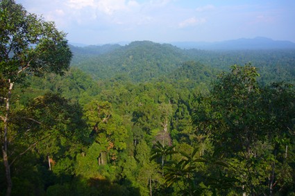 Regenwald auf Bali